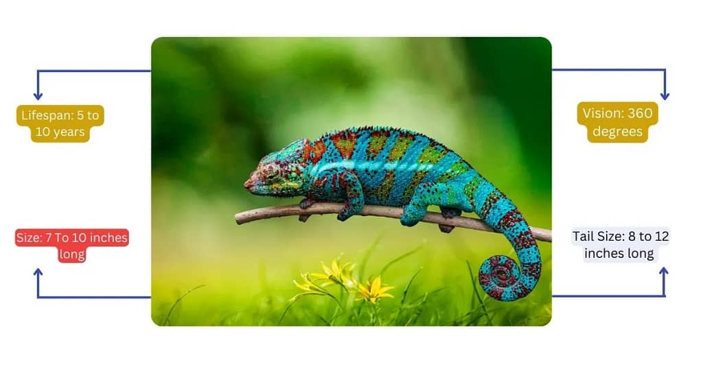 Chameleon with some info