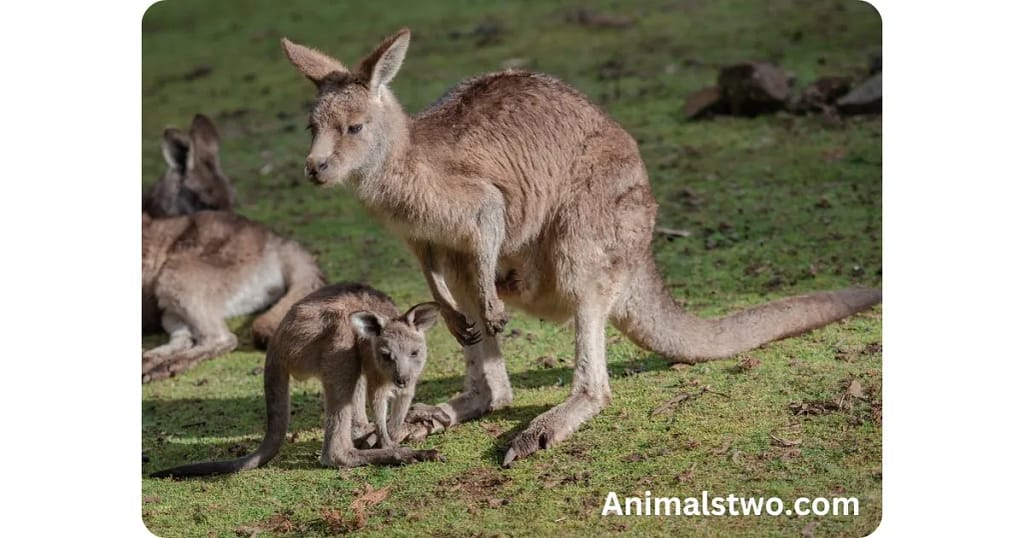 Kangaroo and baby kangaroo