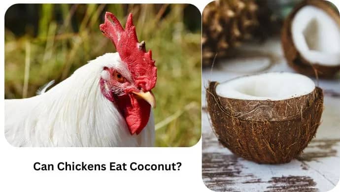 Chicken and coconut.