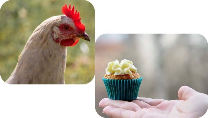 Chicken and cupcake