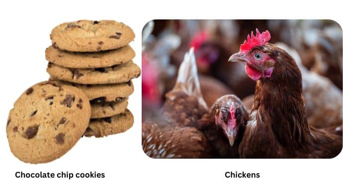 Cookies & Chickens