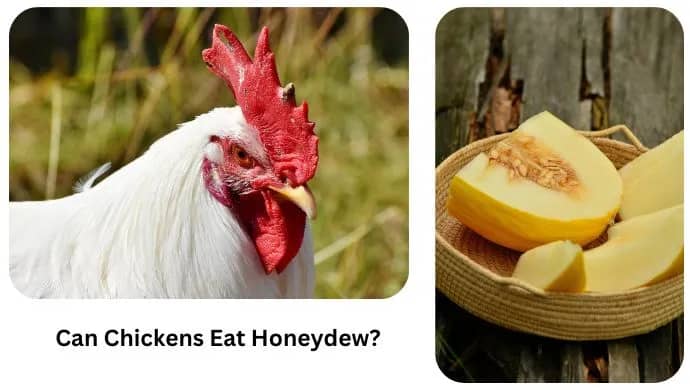 Chicken and honeydew