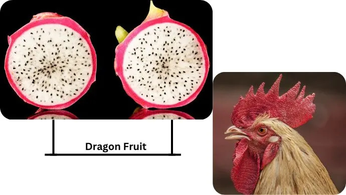 Dragon Fruit and chicken